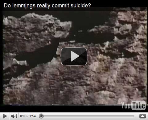 Read more about the article Lemmings unwillingly launched to the sea