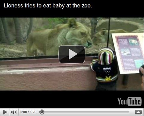 Read more about the article Lions should not be allowed to pretend to eat little children