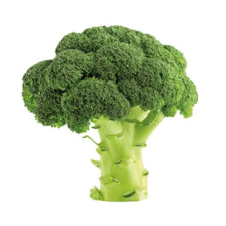 Read more about the article Science supports my wife’s hatred of cilantro and my hatred of broccoli, but she has more credibility than me in food related issues. Unfairly so.