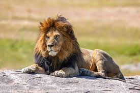 Read more about the article Male lions aren’t lazy after all. They are actually more efficient than female lions.