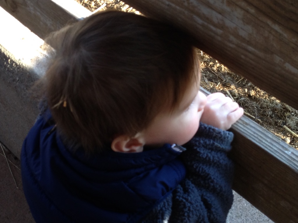 Read more about the article My little farm boy