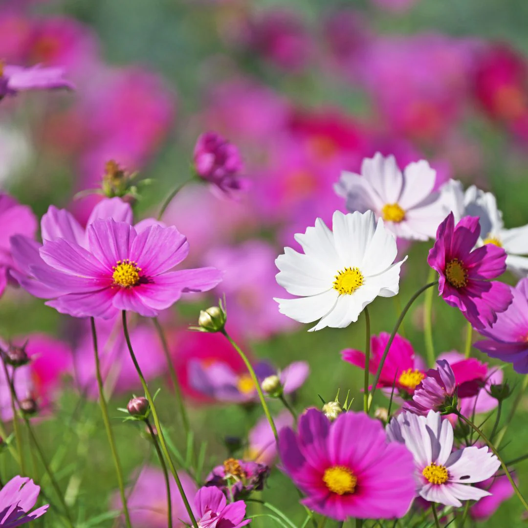Read more about the article Stuff I don’t know: Flowers