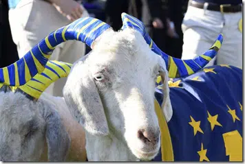 Read more about the article Dear Adam Cloud: “Yard Goats” is the definition of unique. Also, your argument that the name is offensive is absurd.