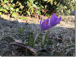 Read more about the article “Spring is here!” roars these tiny, purple flowers.