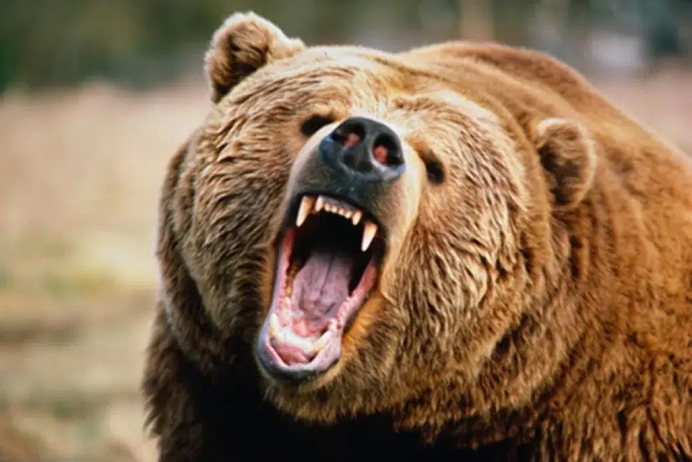 Read more about the article Angry Bear Versus Little Girl: A Haiku