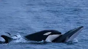Read more about the article Innocent enough to believe in “leap-whale”