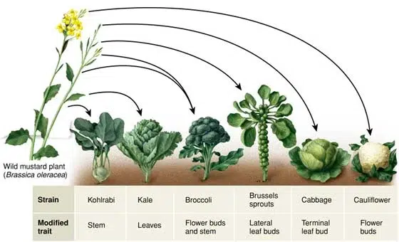 Read more about the article I hate broccoli and kale and cabbage, and the reason is science. Maybe.