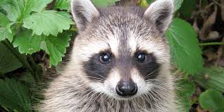 Read more about the article I had a pet raccoon as a child.