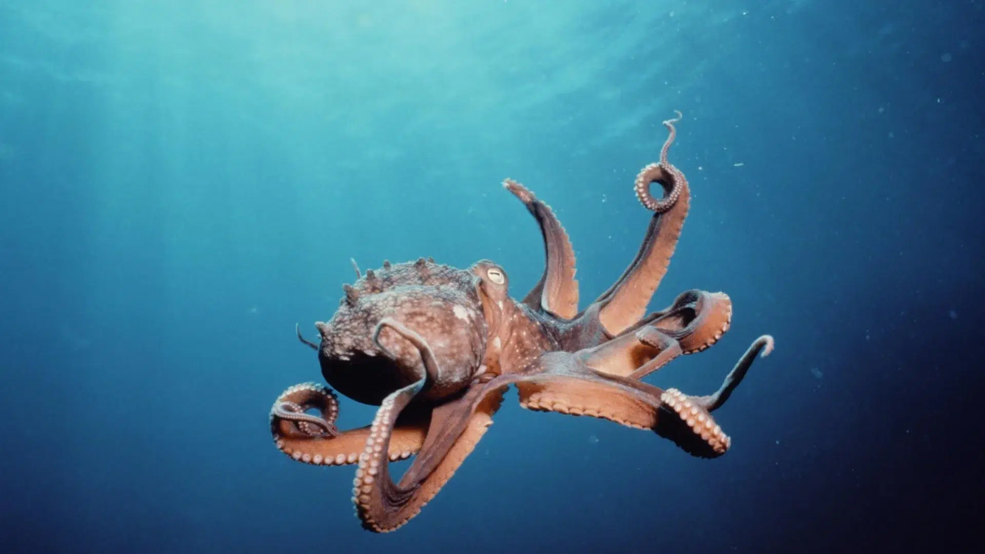 Read more about the article The strangest thing about the octopus.