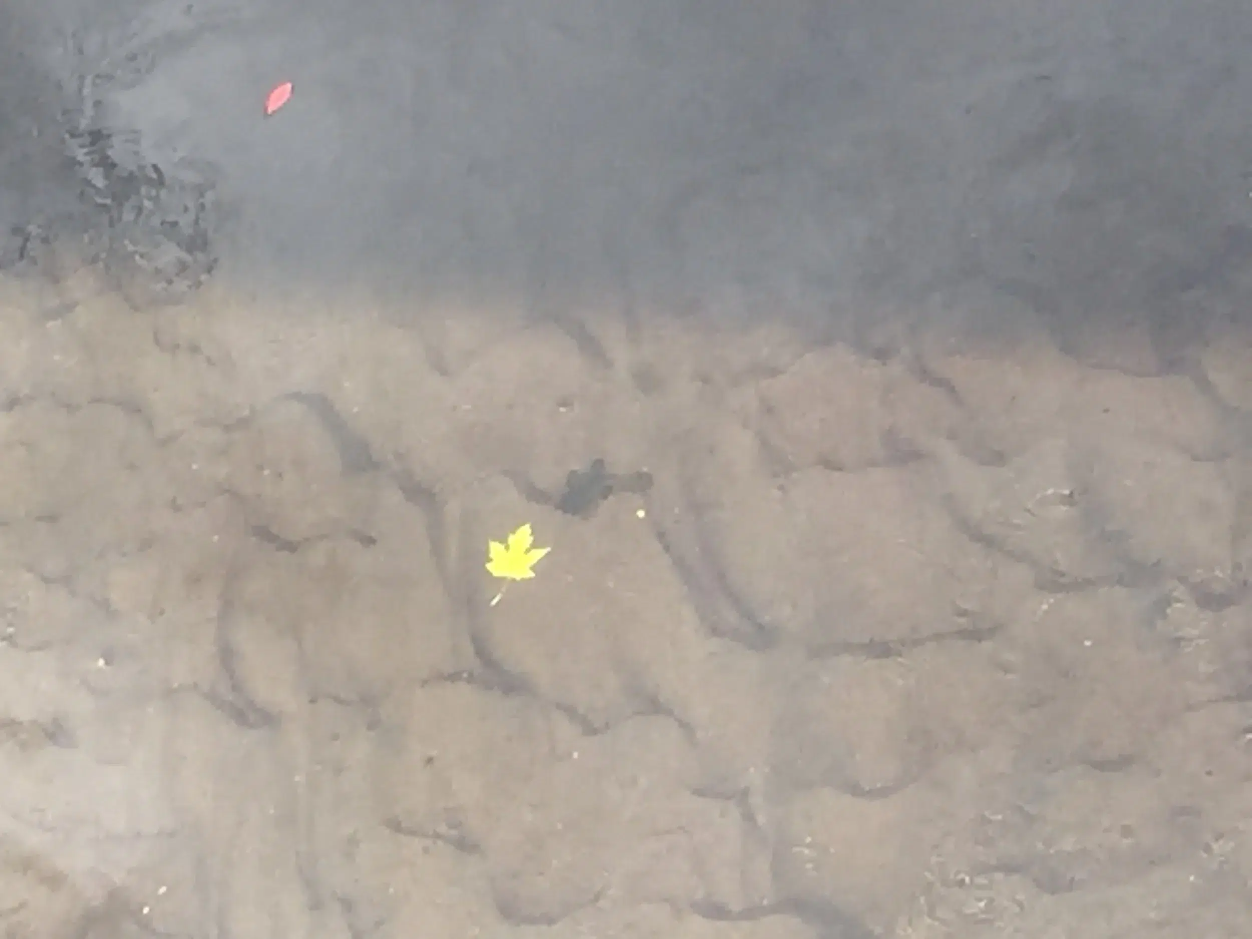 Read more about the article You see a leaf. I see something so much worse.