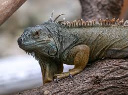 Read more about the article Iguana vs. Snakes