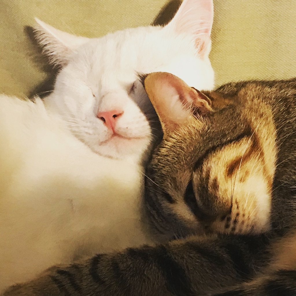 Read more about the article We adopted two cats. Our kids’ reaction was… unexpected.