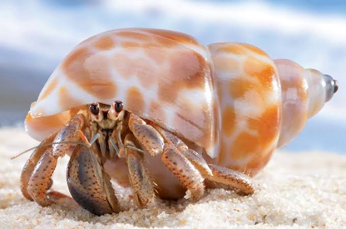 Read more about the article Hermit crabs could teach US politicians a thing or two