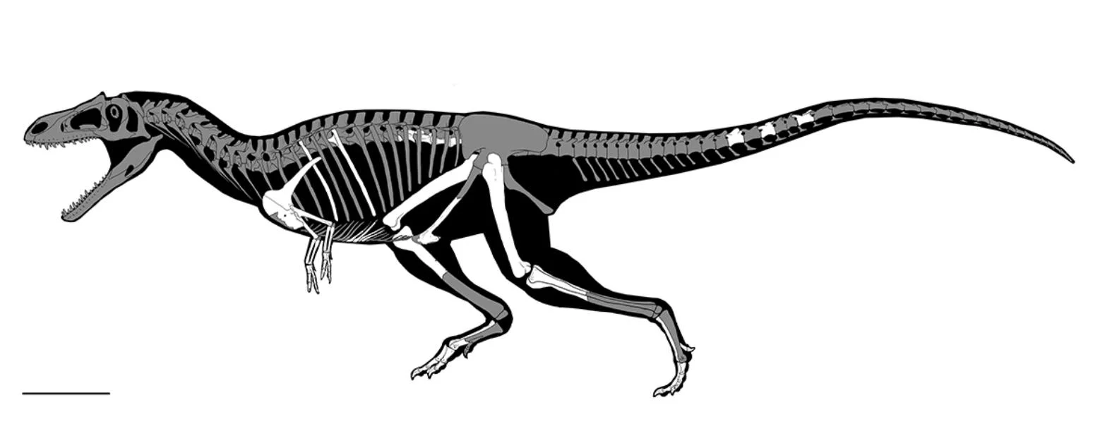 Read more about the article I don’t have T-rex arms, but if I did, it would be for a very good reason.