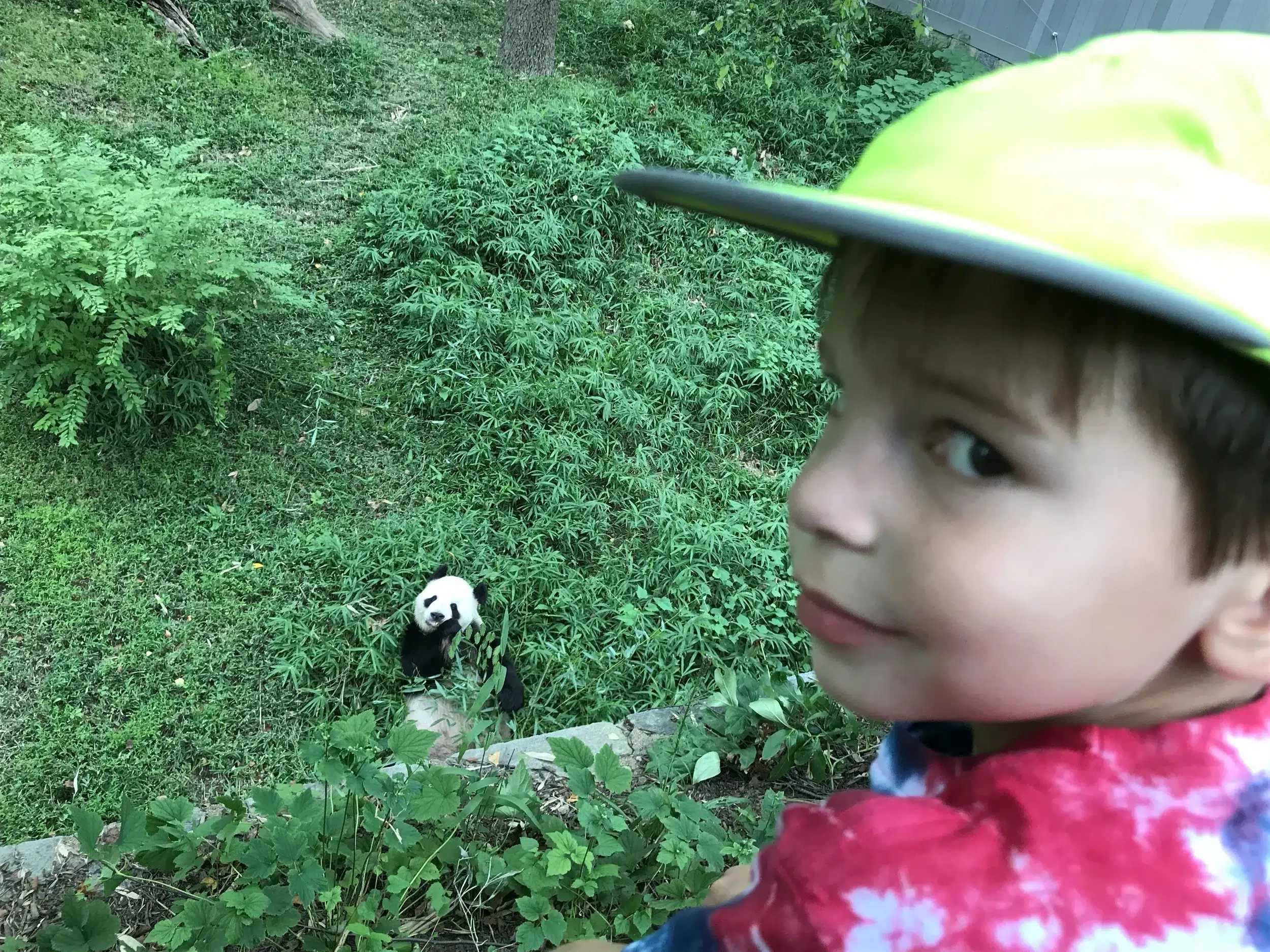 Read more about the article Boy and bear
