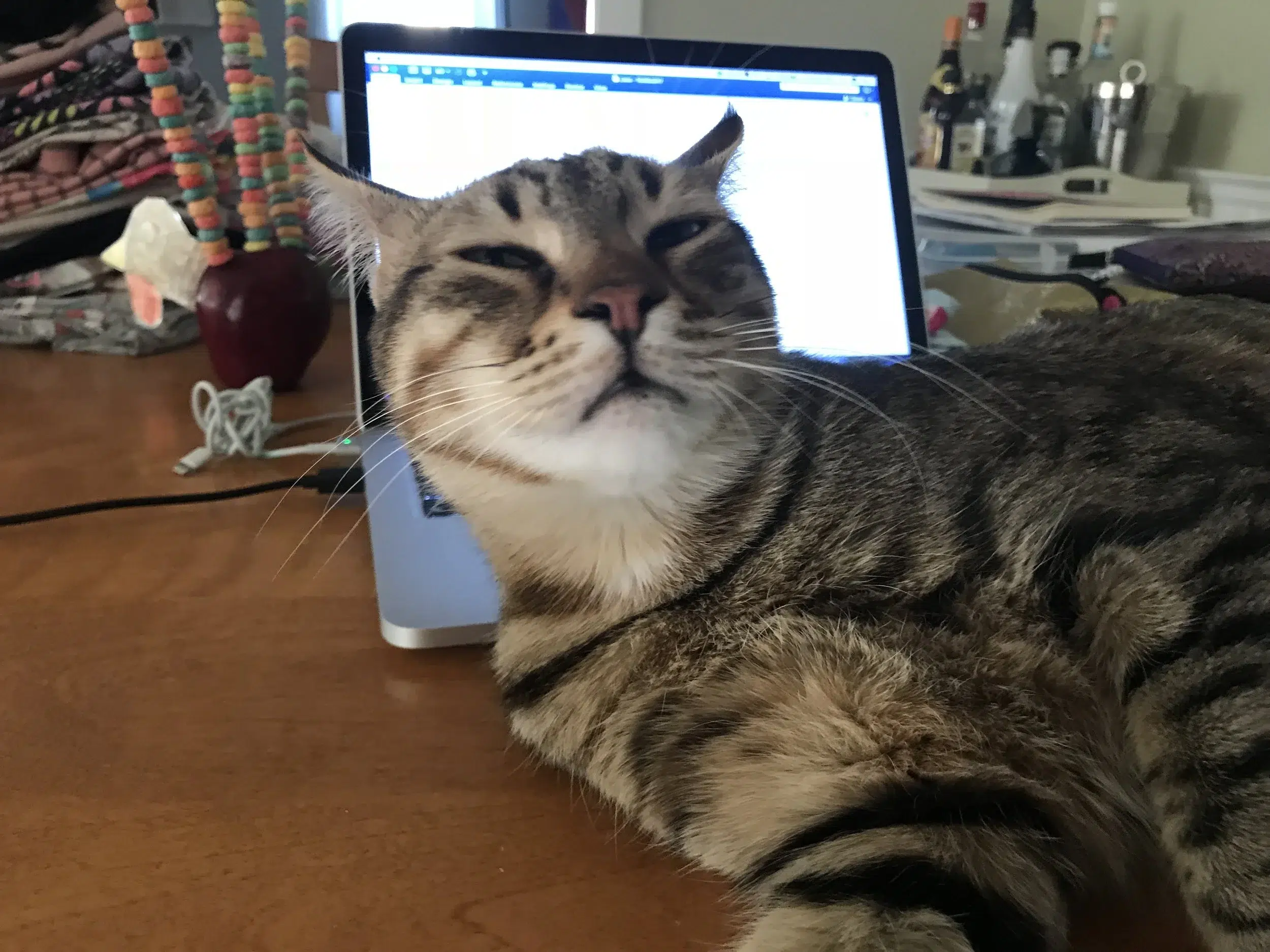 Read more about the article Cats and writers don’t mix