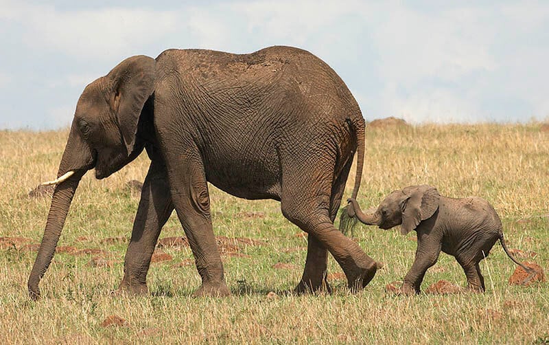 Read more about the article The truth about hunting elephants