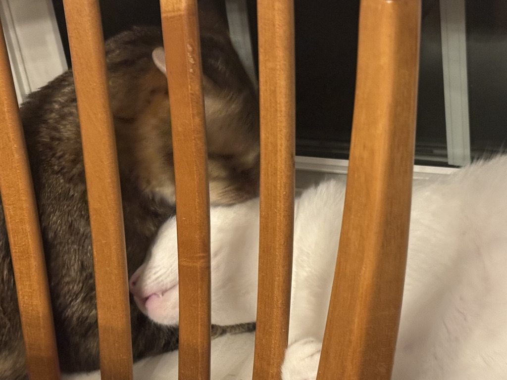 Read more about the article My writing pals