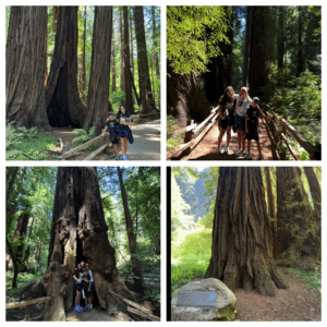 Read more about the article The people of Muir Woods