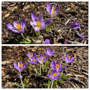 Read more about the article Crocuses are back!