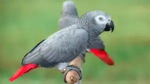 Read more about the article Foul mouthed parrots